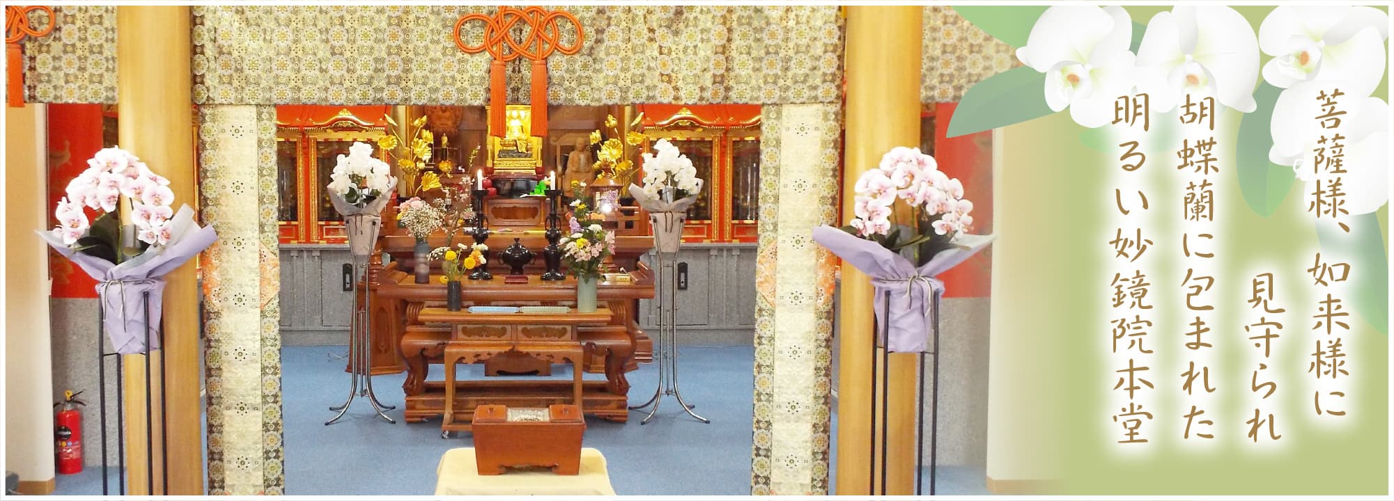菩薩様、如来様に見守られ 胡蝶蘭に包まれた 明るい妙鏡院本堂
